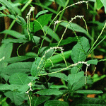 GUINEA HEN WEED (ANAMU)